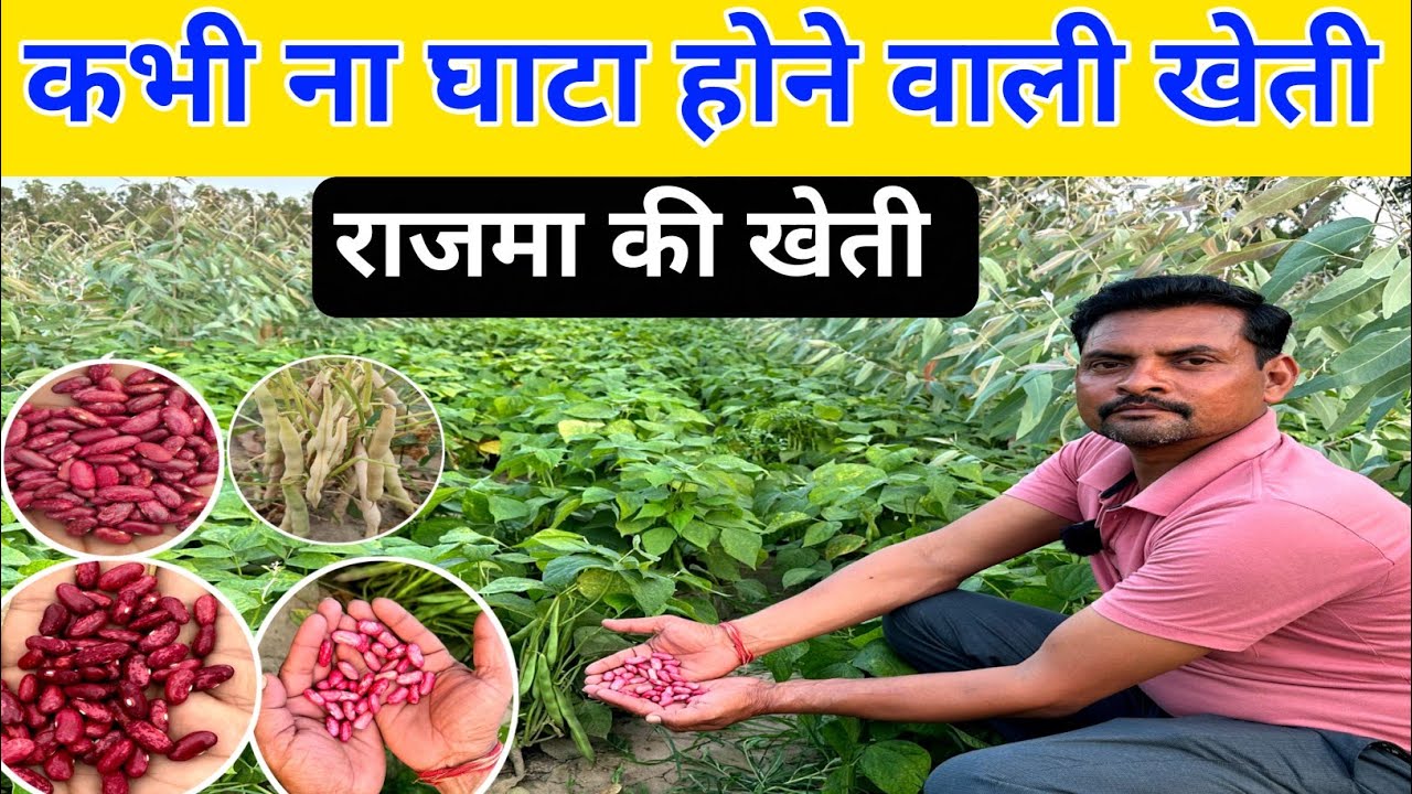 इस राजमा की खेती करने से कभी नहीं होगा खेती में घाटा | Rajma Farming | Rajma cultivation in India
