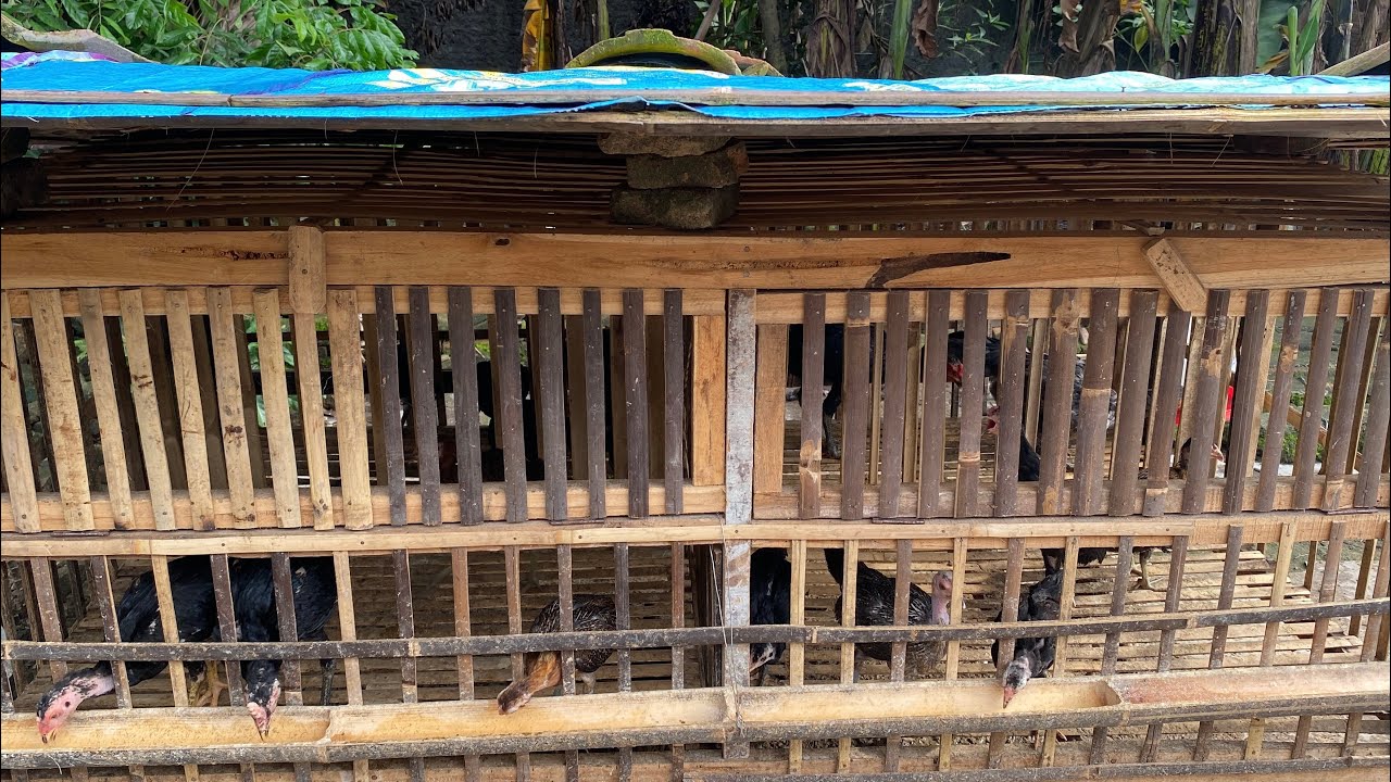 Hati-hati Musim Hujan, Amoniak naek!!!