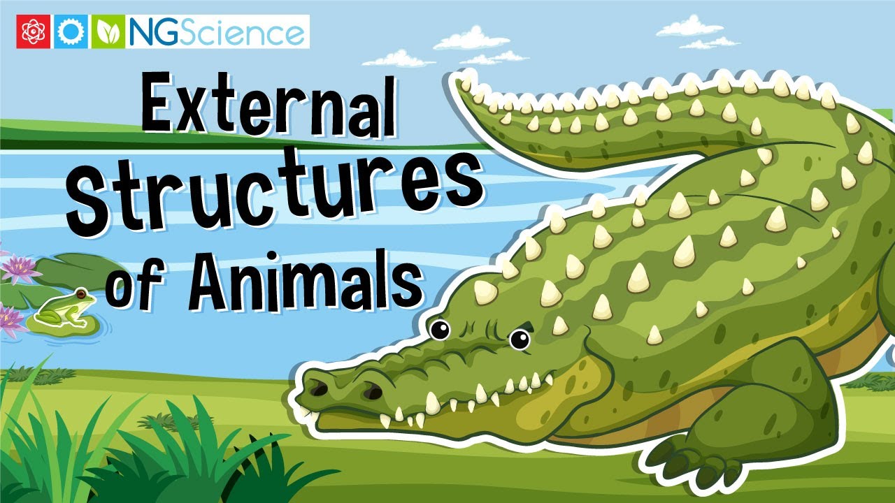 External Structures of Animals