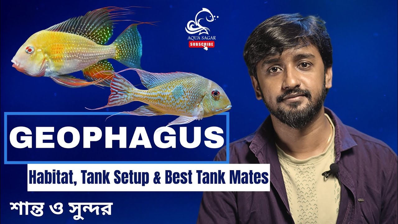 Geophagus Fish Care Guide | Habitat, Tank Setup & Best Tank Mates