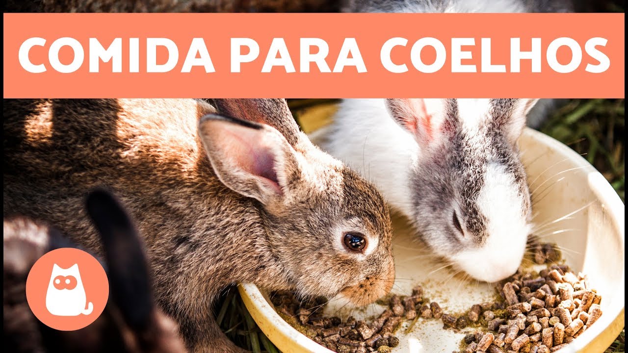 Alimentação de coelhos - filhote, jovem, adulto e idoso