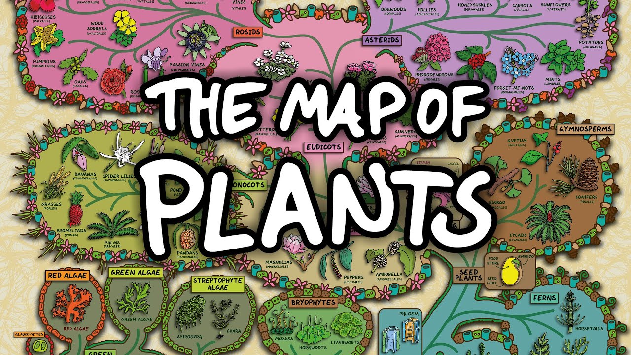 The Surprising Map of Plants