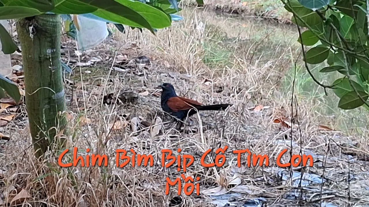 Một Ngày Cố Đi Tìm Mồi Của Chim Bìm Bịp 