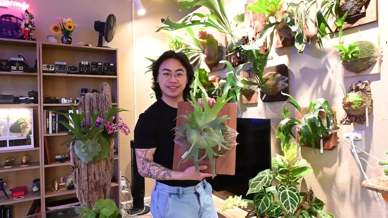 First Look at My Platycerium Collection