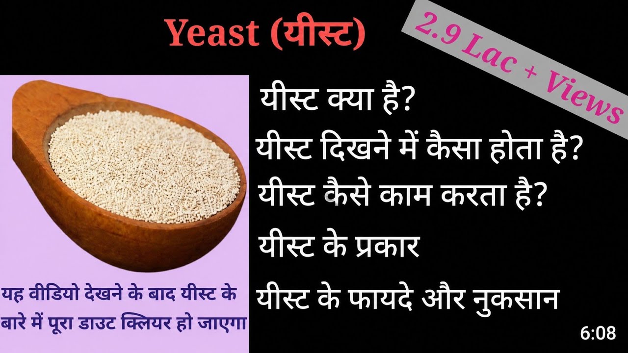 यीस्ट क्या है? यीस्ट के प्रकार?यीस्ट कैसे काम करता है?यीस्ट कैसे दिखता है?यीस्ट के फायदे और नुकसान |