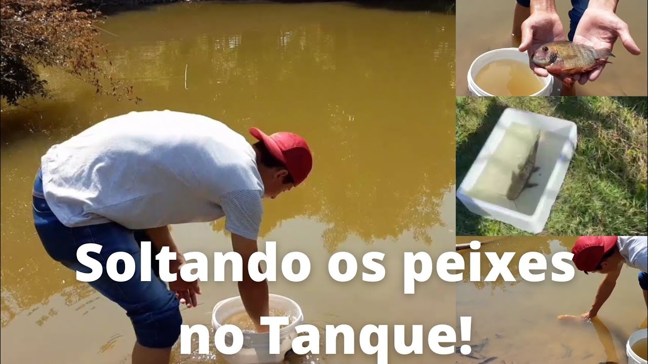 Soltamos alguns peixes no Tanque e ainda pescamos um pouco @aquahometv5658