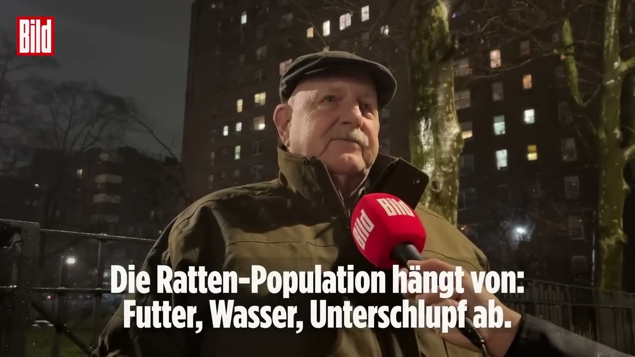 Millionen Ratten in New York: Die Plage hat die Stadt im Griff