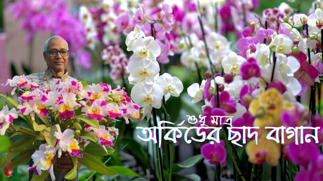অর্কিড ফুল গাছের সম্পূর্ণ পরিচর্যা || অর্কিড গাছে ফুল না আসার কারণ। || Total care Orchid Flower