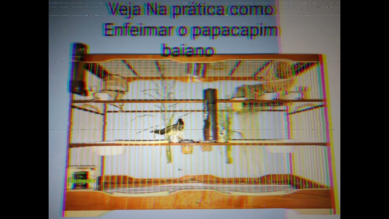Atecnica exata para vc aprontar um Papacapim baiano  velocista