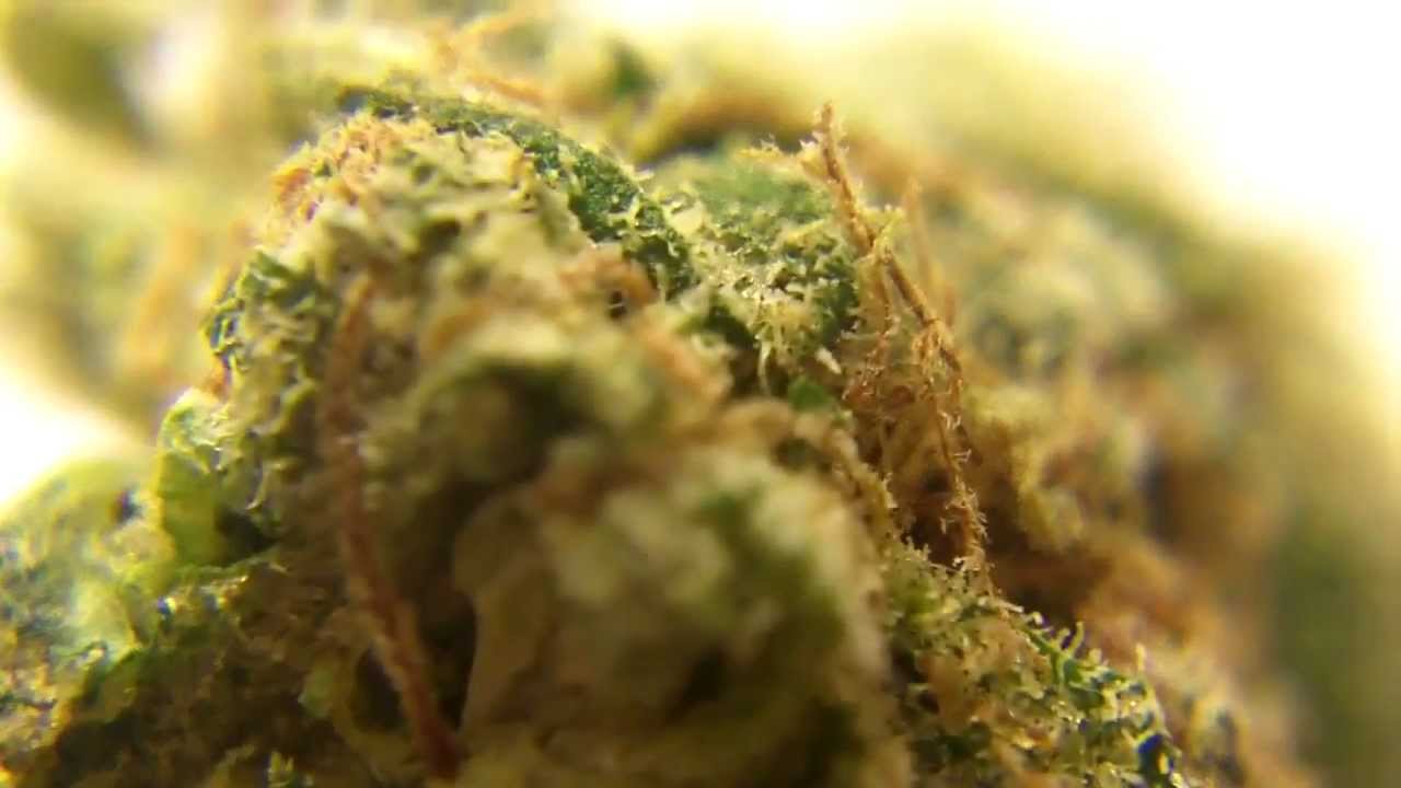 Ep 219 ReUpload BC KUSH 720p WEED Review BC Bud Depot Hd Marijuana Smoking Pot Buds Upclose