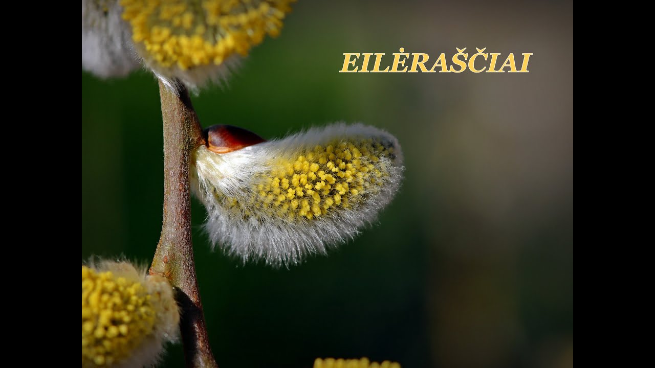 ▶️Eilėraščiai