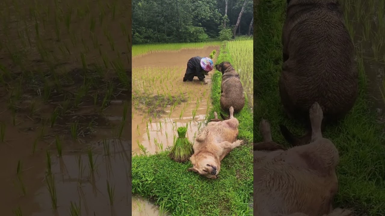 นอนคุมทาสนุดจนกลิ้งลงน้ำเลยหมูย้อย🤣🤣🤣