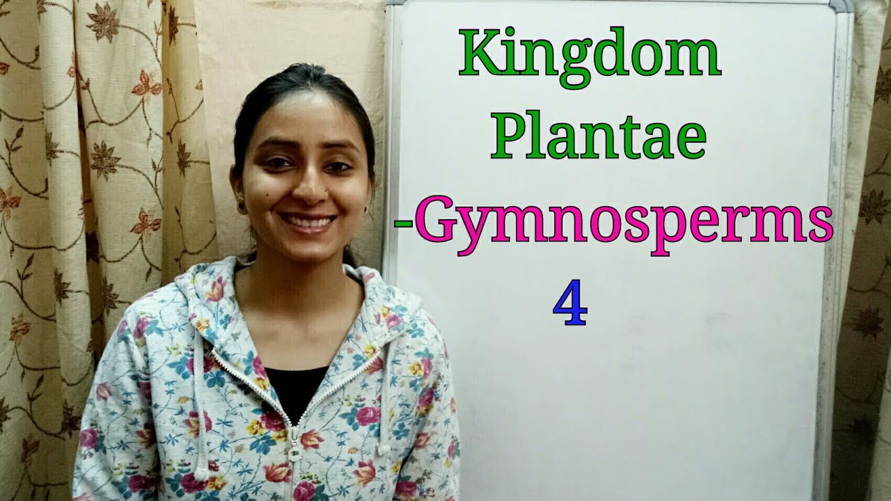 Sub-Division Gymnosperms | Biological classification part-8 | Class XI | Lecture 36