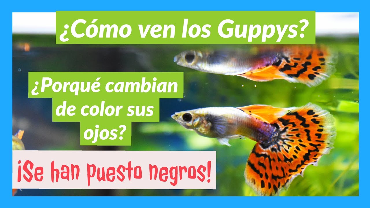 Cómo ven los Guppys. Porqué se le ponen los ojos negros
