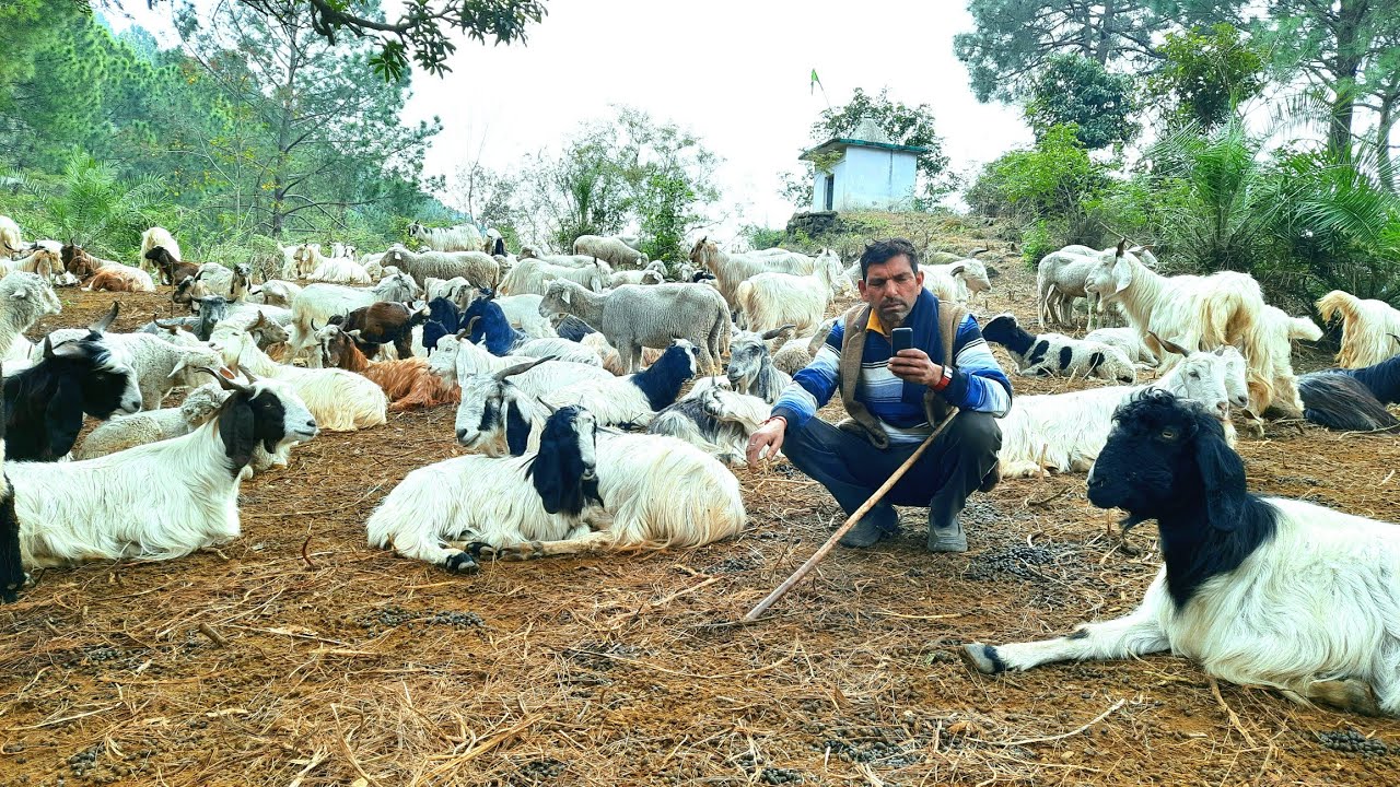 shepherd's lifestyle..