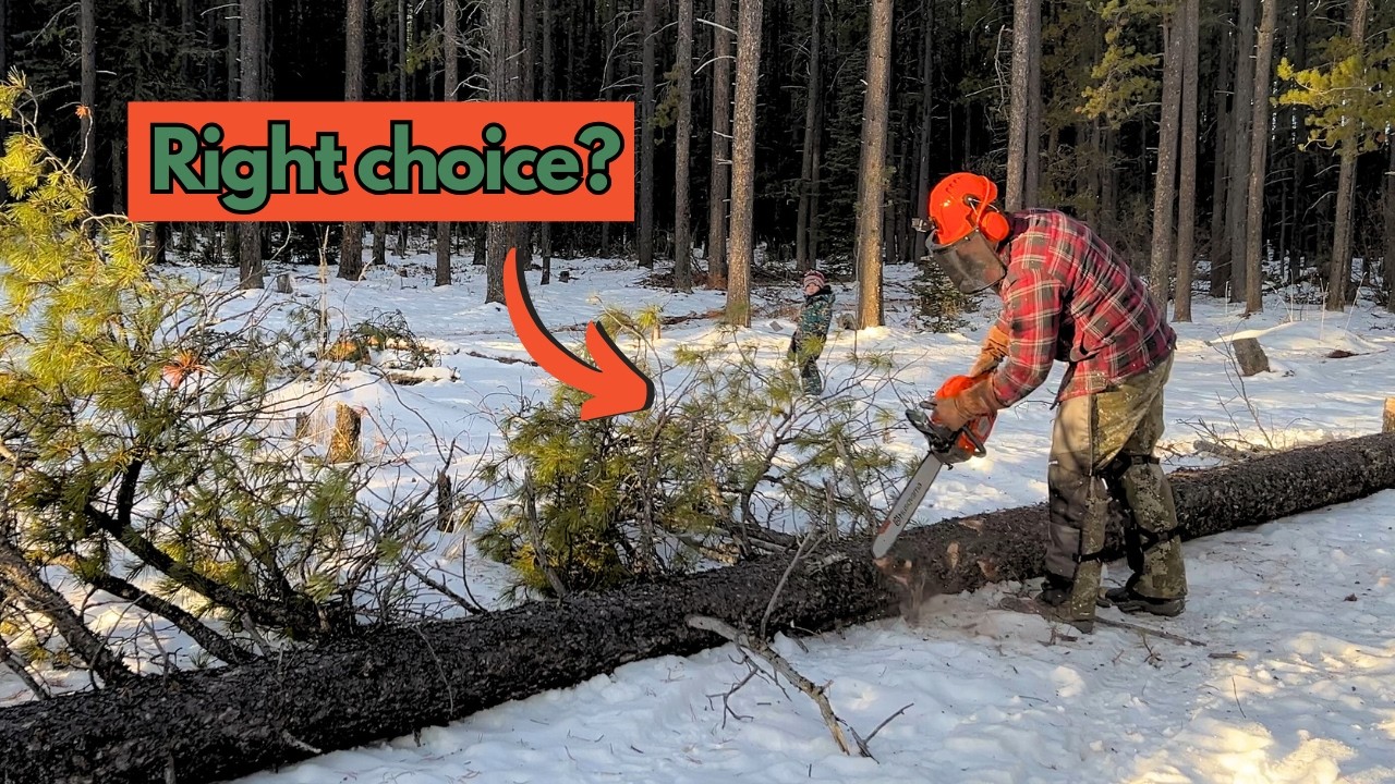 Husqvarna 545 mark II- The perfect homestead chainsaw?
