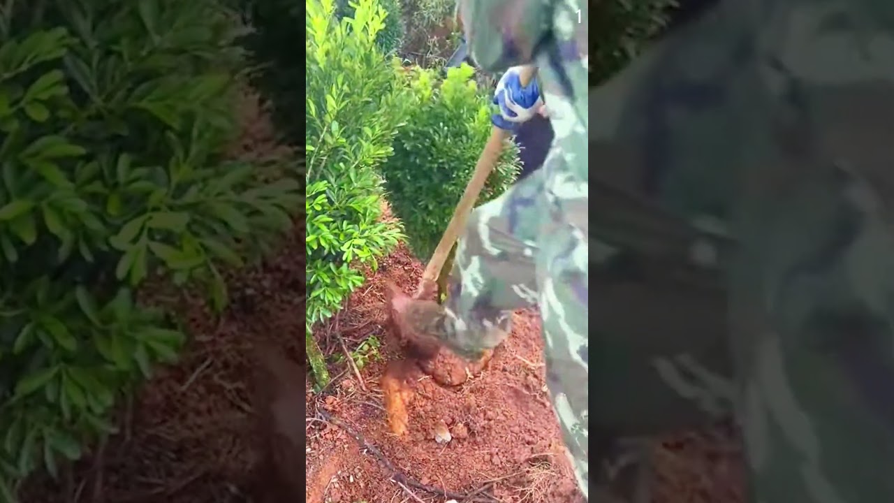 Alat pertania kreatif untuk memindahkan tanaman #shorts