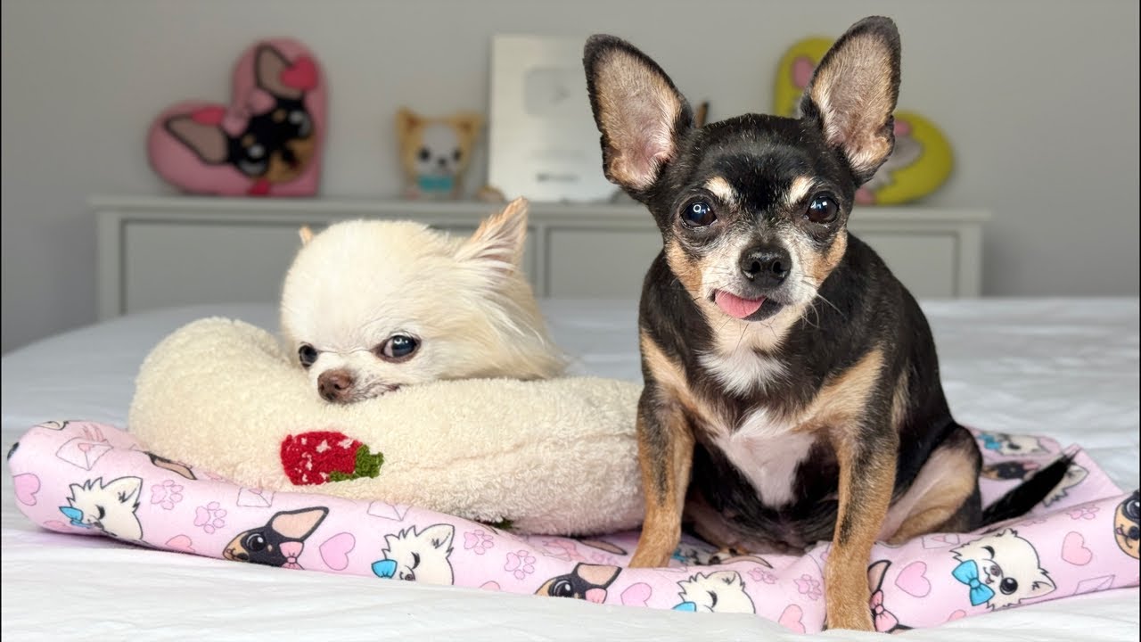 What Happened To Cedric? -  Health Update 💕 LIVE 💕