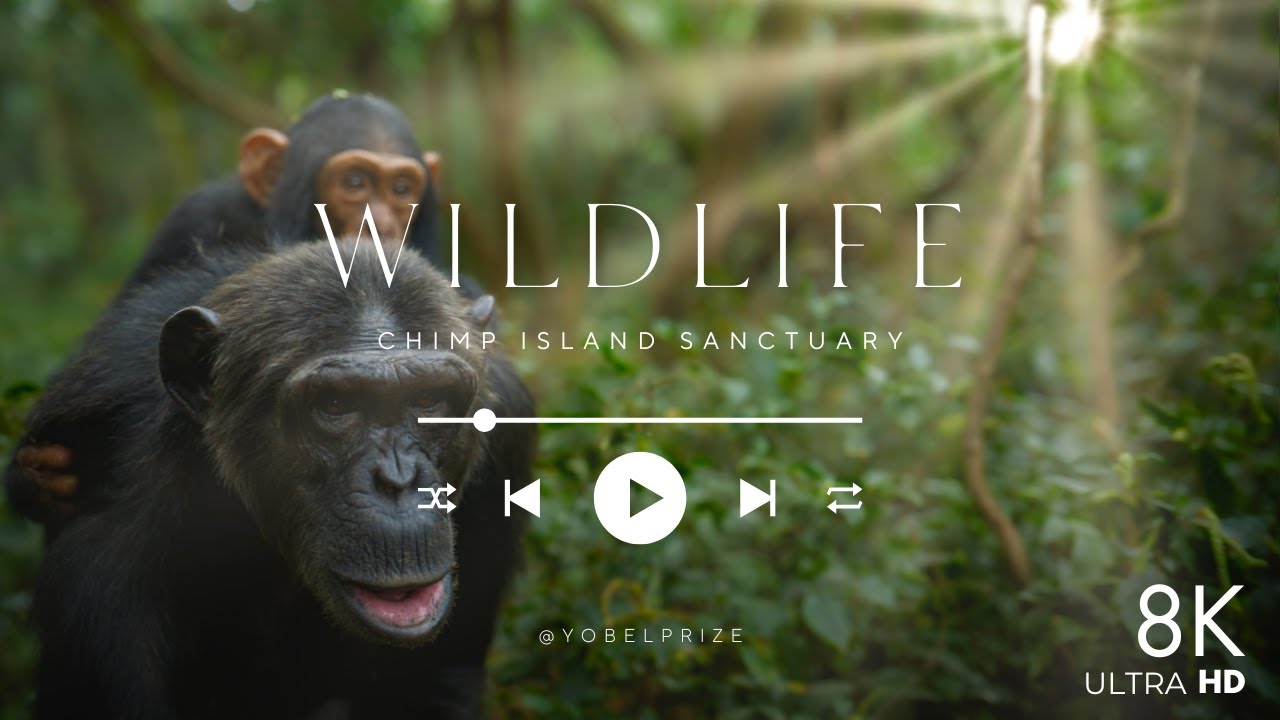 Peaceful Jungle of Uganda: Chimpanzees in 8K (5 Hours) | Slow Motion Nature