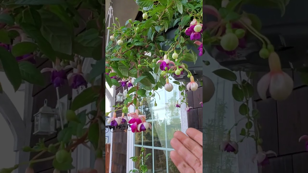 Do this for Hummingbirds #gardeningforbeginners
