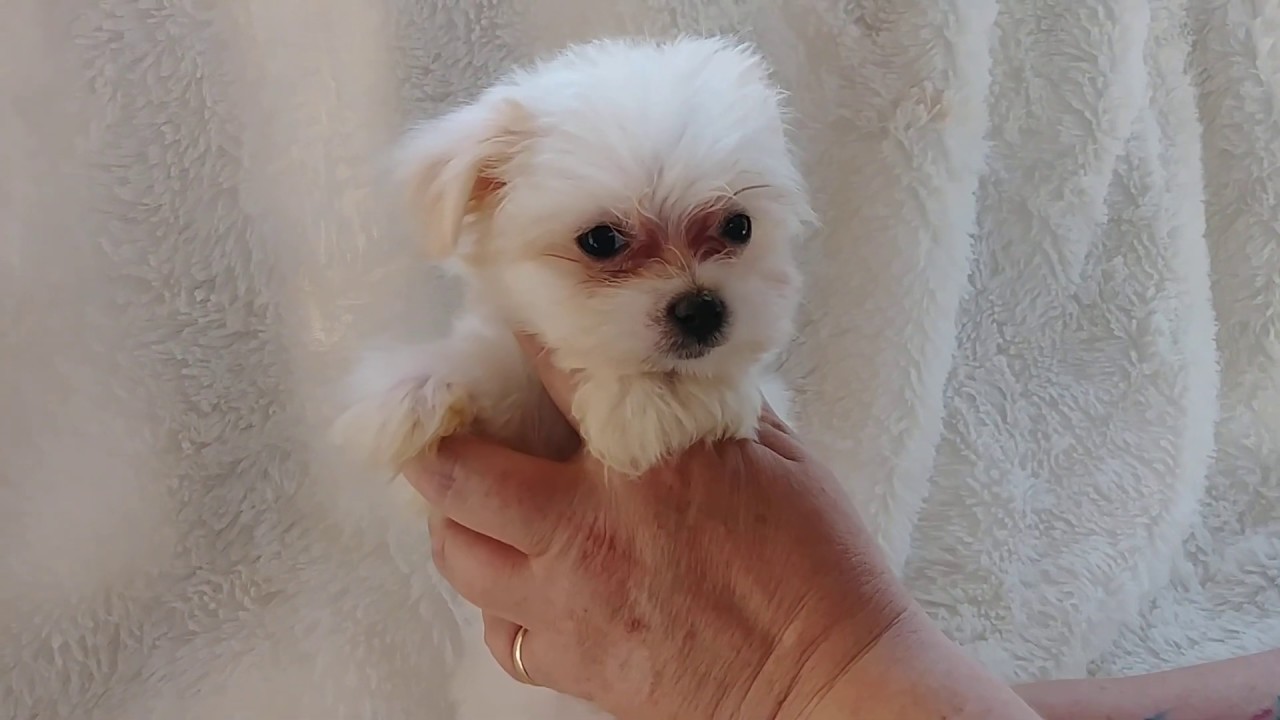 The Faery Dog Mother: Malti-Tzu male 8 weeks