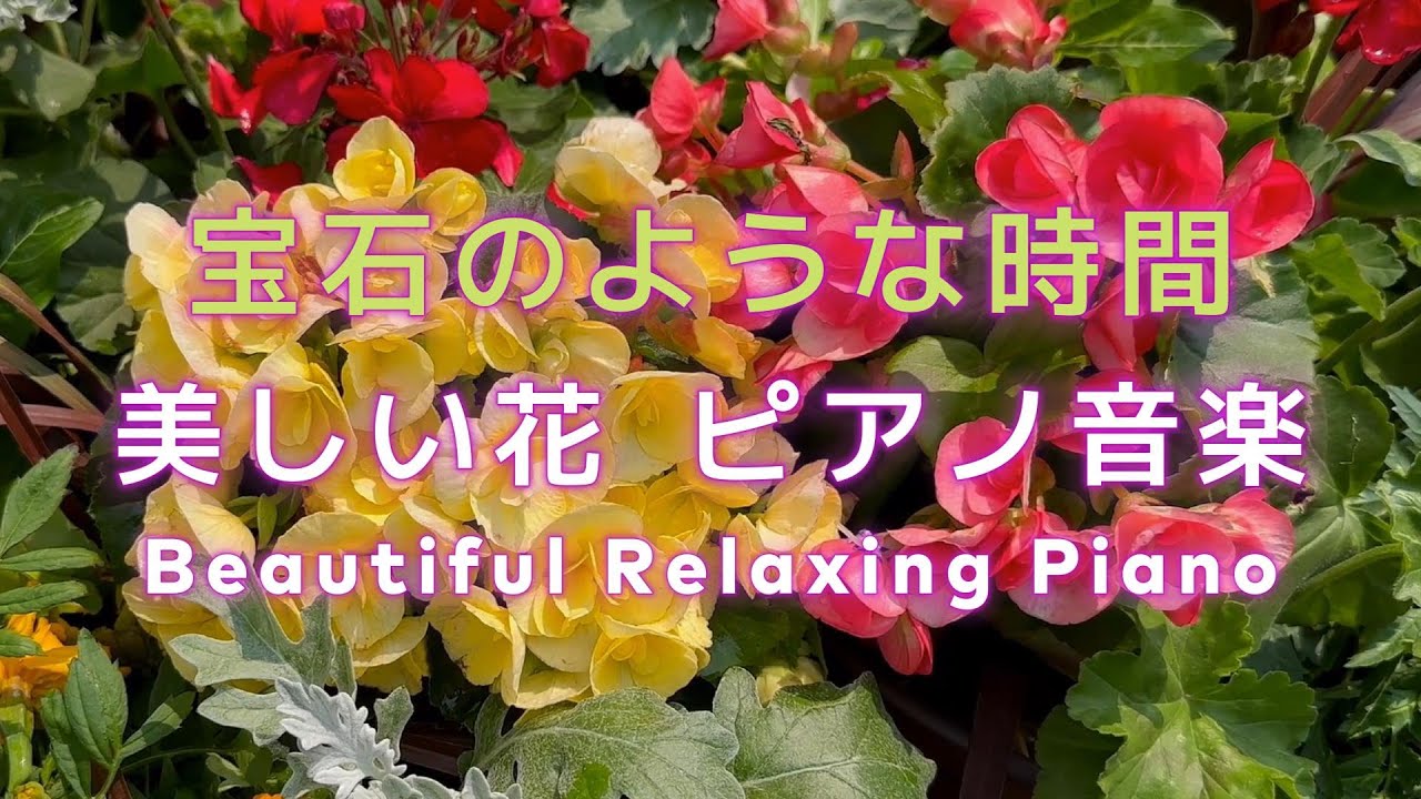 【BGM】🌸美しい花が奏でるリラックス・癒しピアノ音楽🌸あなたの大切なかたに聴かせてあげたくなるロマンチックな旋律🌸心地よいリラックス音楽 #リラックス #癒し #ヒーリング