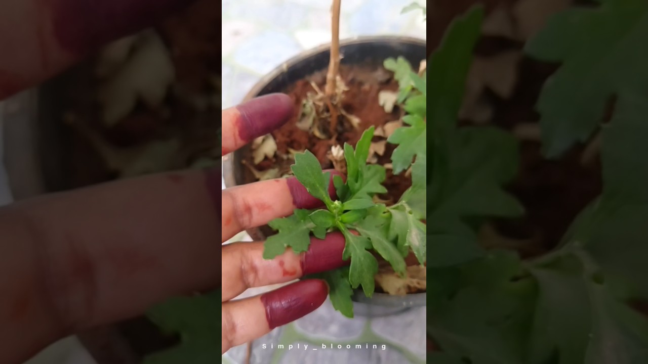 Now you can grow hybrid marigolds easily #garden #gardeningtips #gardenplants #gardeningideas #short