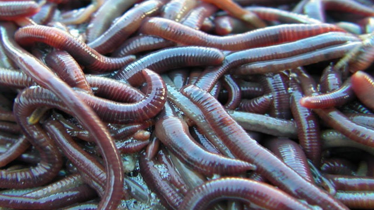 BORN EN CROMO GAAN WEER STRIJDEN! (Worms)