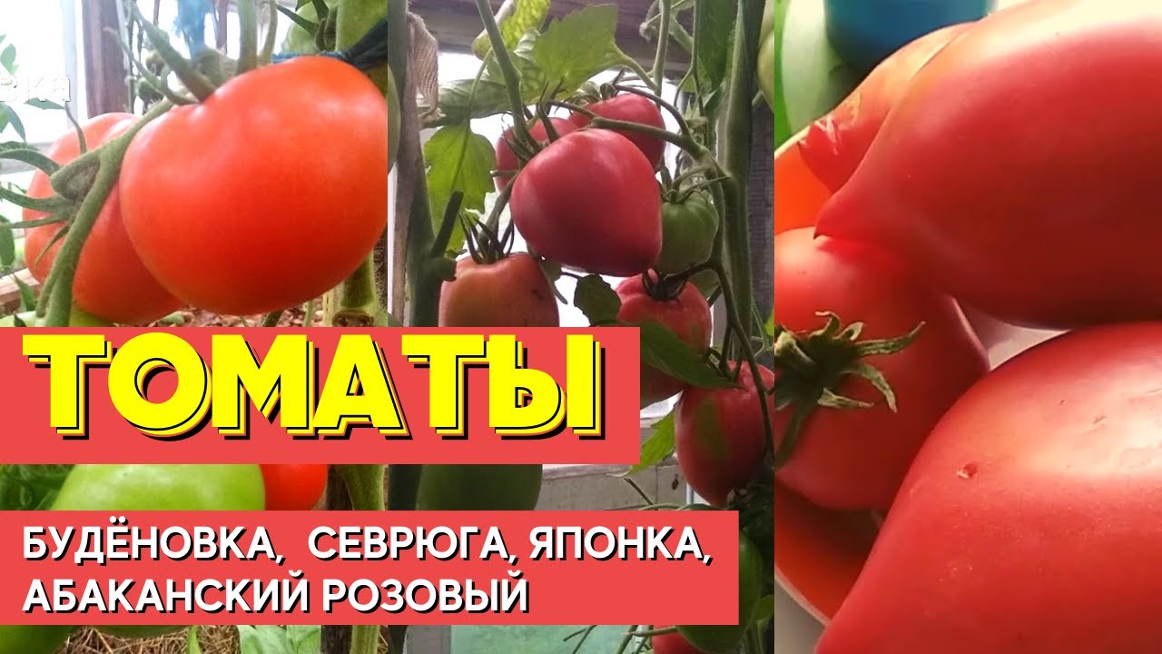Томаты: Будёновка,  Севрюга, Японка, Абаканский розовый. Обзор и дегустация в сравнении.