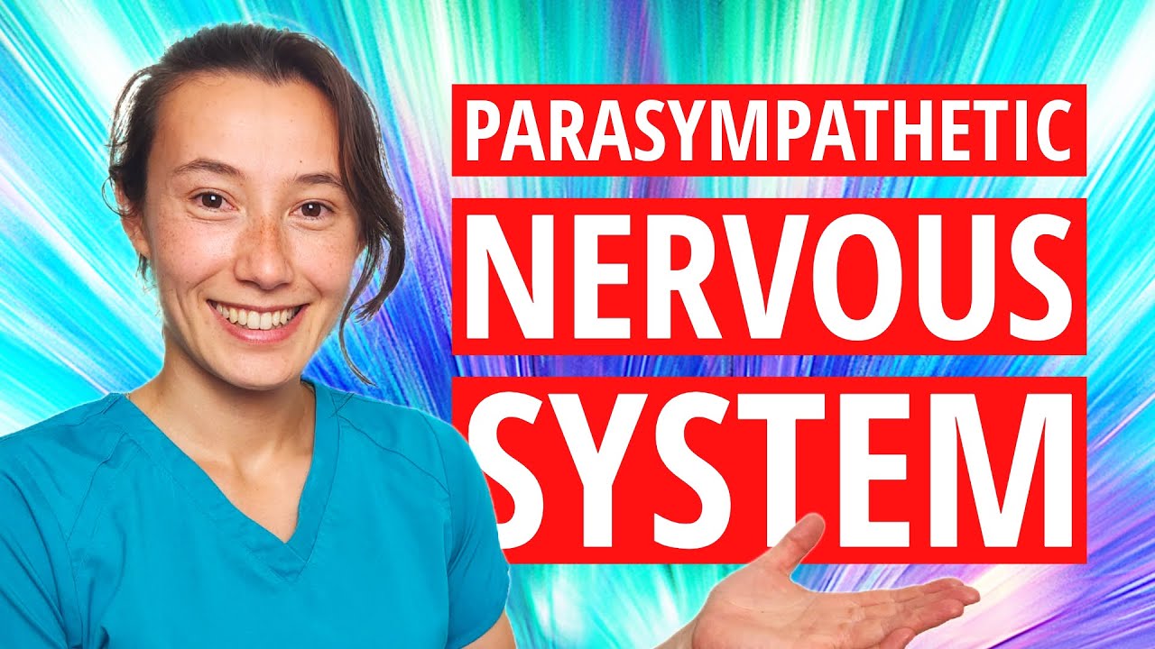 Parasympathetic Nervous System | Rest and Digest
