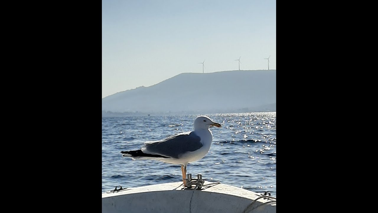 YENİ FO&Ccedil;A BALIK AVI - LAMBUKA AVI (MAHİ MAHİ - DORADO FISHING)