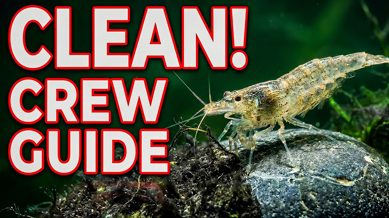 Best Tank Cleaners That REALLY Help - Freshwater Clean Up Crew Ultimate Guide