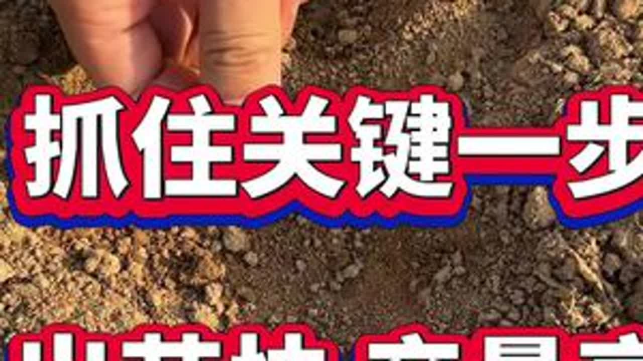 白菜播种抓住关键的一步，苗齐苗壮产量高 #白菜种植 #白菜高产 #白菜种植不烂帮不烂根 #白菜病害