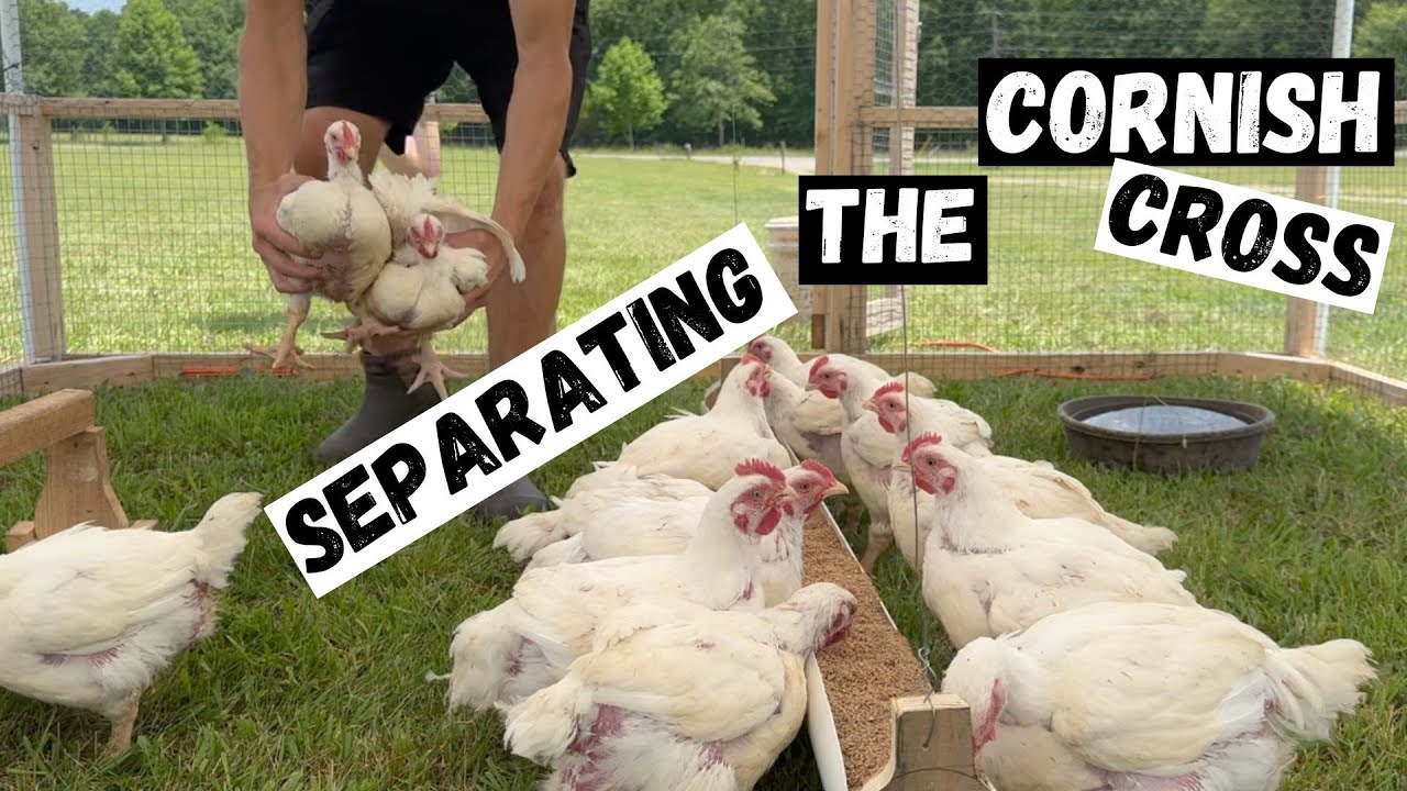 Too Many Chickens in one Chicken Tractor! BIG THANK YOU!