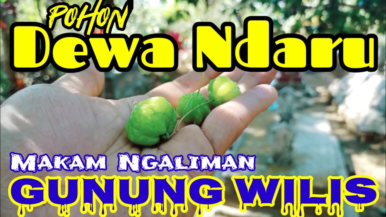 Pohon Dewa Ndaru di Makam ki Ageng Ngaliman ngliman Sawahan