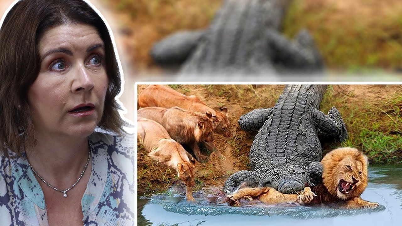 BRITS React to 30 Times Animals Messed With Wrong Opponents!