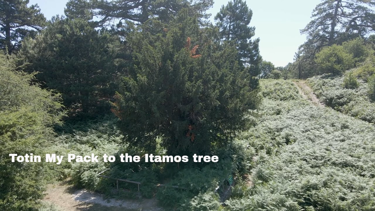 Climbing Mount Itamos to Greece&rsquo;s 2000-Year-Old Tree | Ancient Forests & Epic Views Totin My Pack