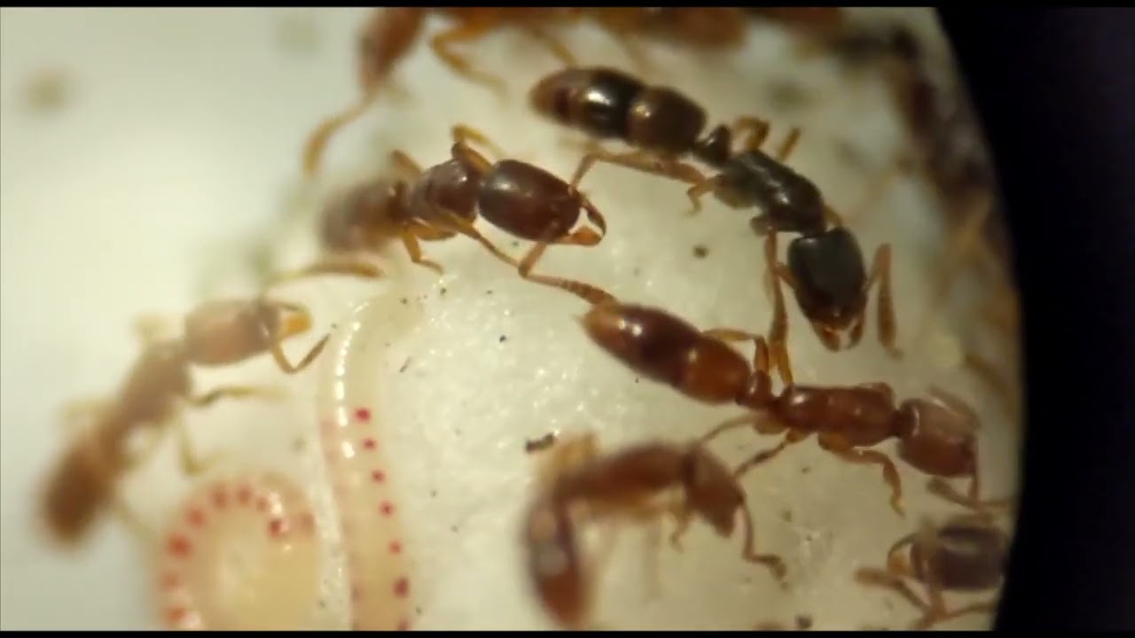 Ponera testacea (Ponerinae) colony