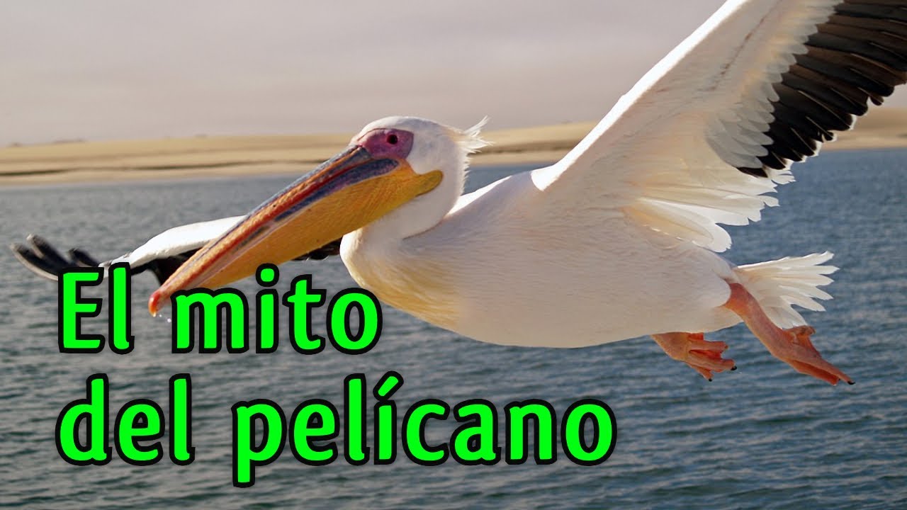El Mito del Pelícano (SIMBOLOGIA IMPACTANTE)