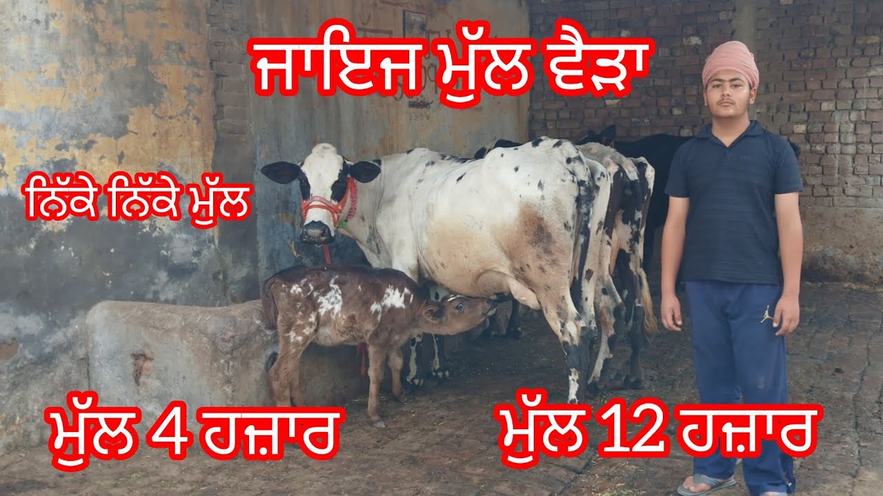 ਫੋਨ 9855094190 ਜਾਇਜ਼ ਮੁੱਲ ਵੈੜਾ ਉਡਦੀਆਂ ਵਾਲੇ ਰੇਟ ਲੁੱਟ ਲਓ ਮੇਲਾ /cow for sale/cheema dairy farm 