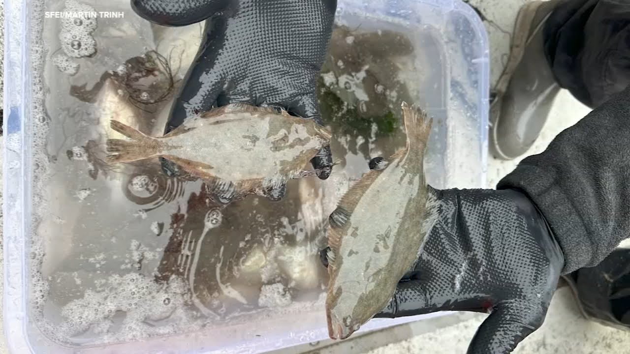 New study of San Francisco Bay fish confirms concentrations of PFAS aka 'forever chemicals'