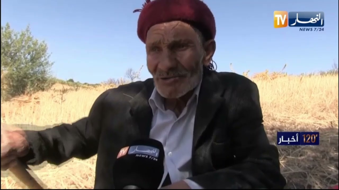 سكيكدة / التويزة في الحصاد..موروث لاتزال العائلات بدوار بوطيب بالسبت تحافظ عليه