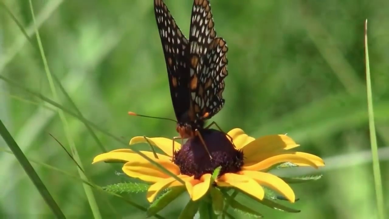 Aullagas. Miguel &Aacute;ngel.  cmfHD CHARANGUEADA