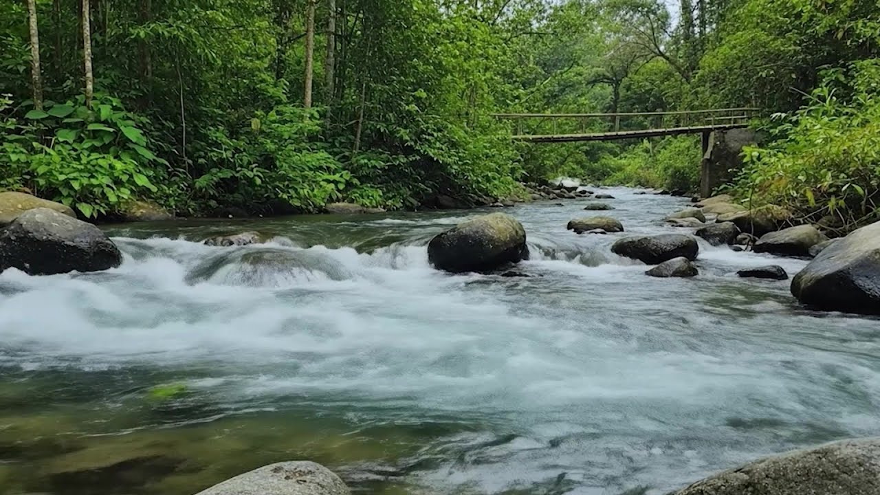 Soothing River Flow Gentle Water Sounds in Forest for Study Meditation and Focus