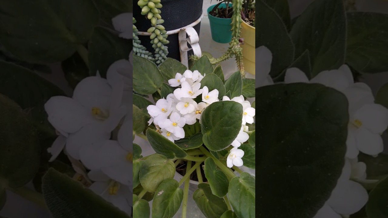 Mi peque&ntilde;o Jard&iacute;n @CosasdelJardin @jardindubienetreofficiel @plantaremcasa
