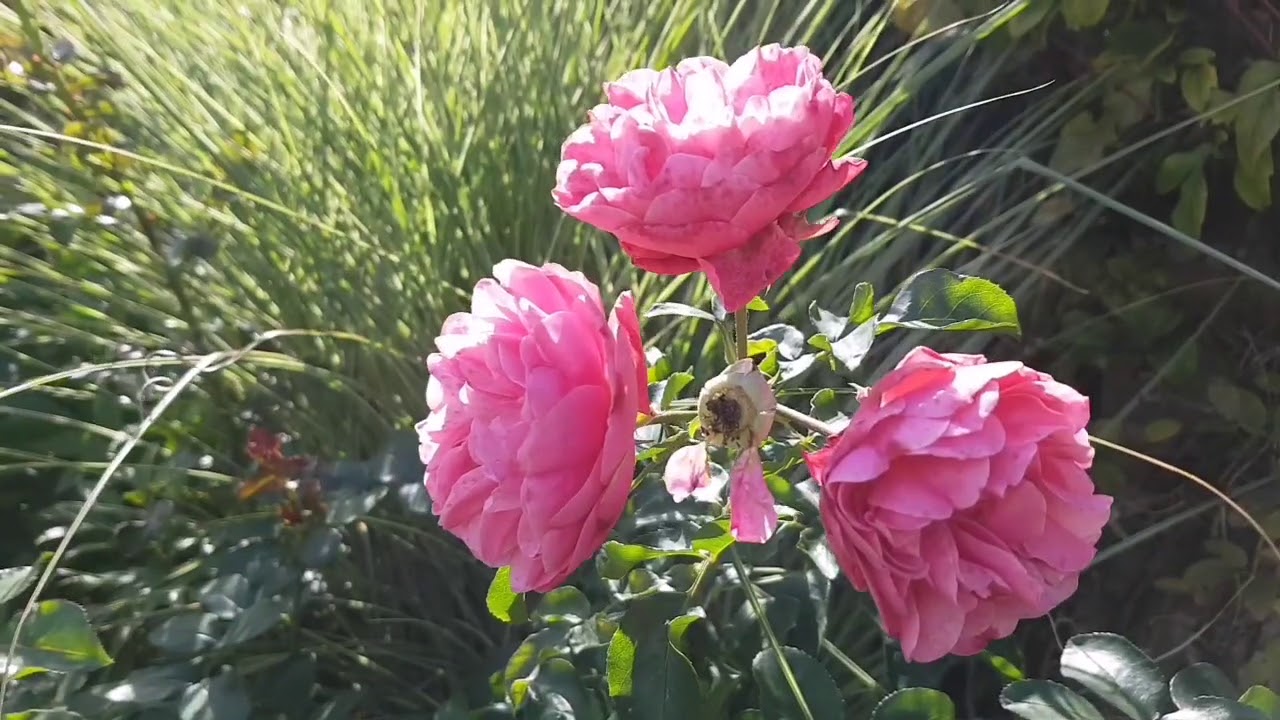 Schaugarten Saubergen