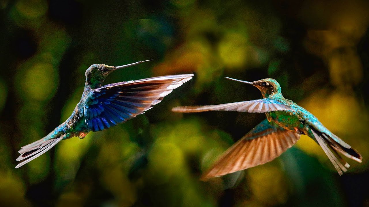 WINGS OF WONDER