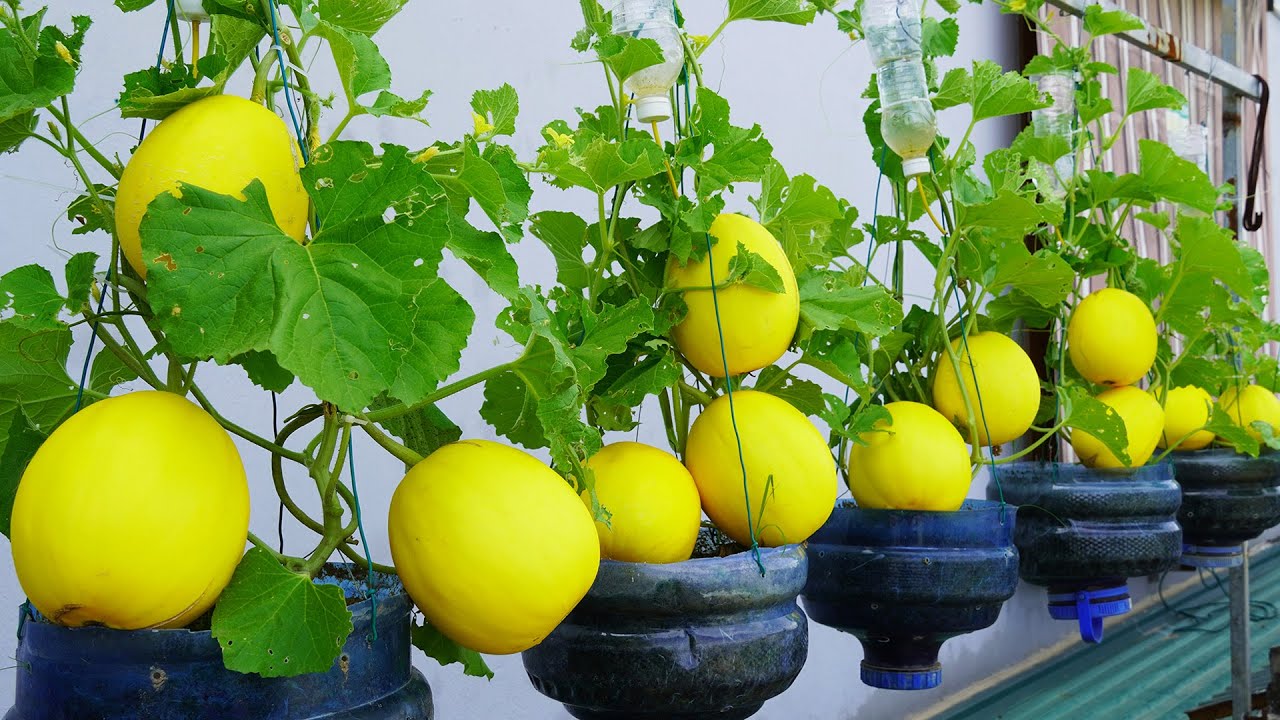 Growing Cantaloupe In Plastic Containers Without A Garden But With 3 Times The Yield