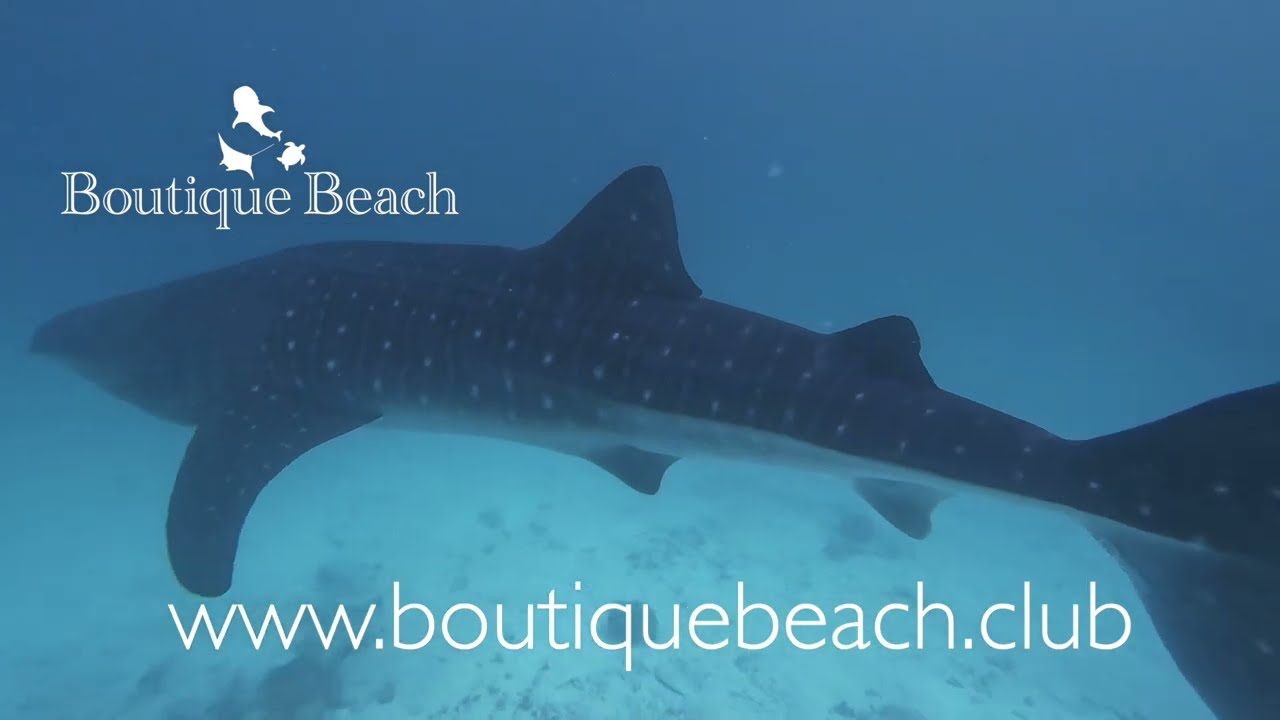 24.12.23 - Whale Shark with Dolphin's & Manta Rays - Lily Rock, Kuda Giri & Dhigurah Arches Maldives