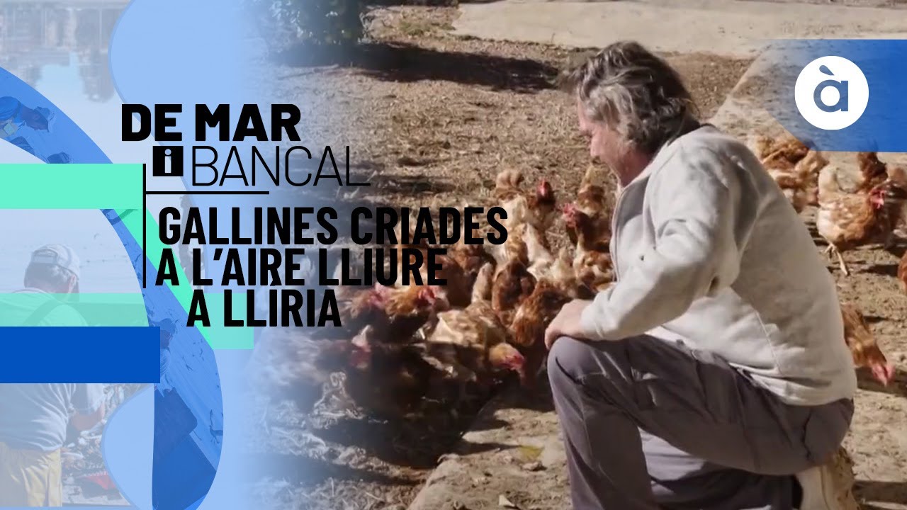 Gallines criades a l’aire lliure a Llíria - De mar i bancal